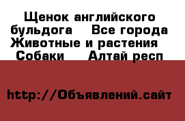 Щенок английского бульдога  - Все города Животные и растения » Собаки   . Алтай респ.